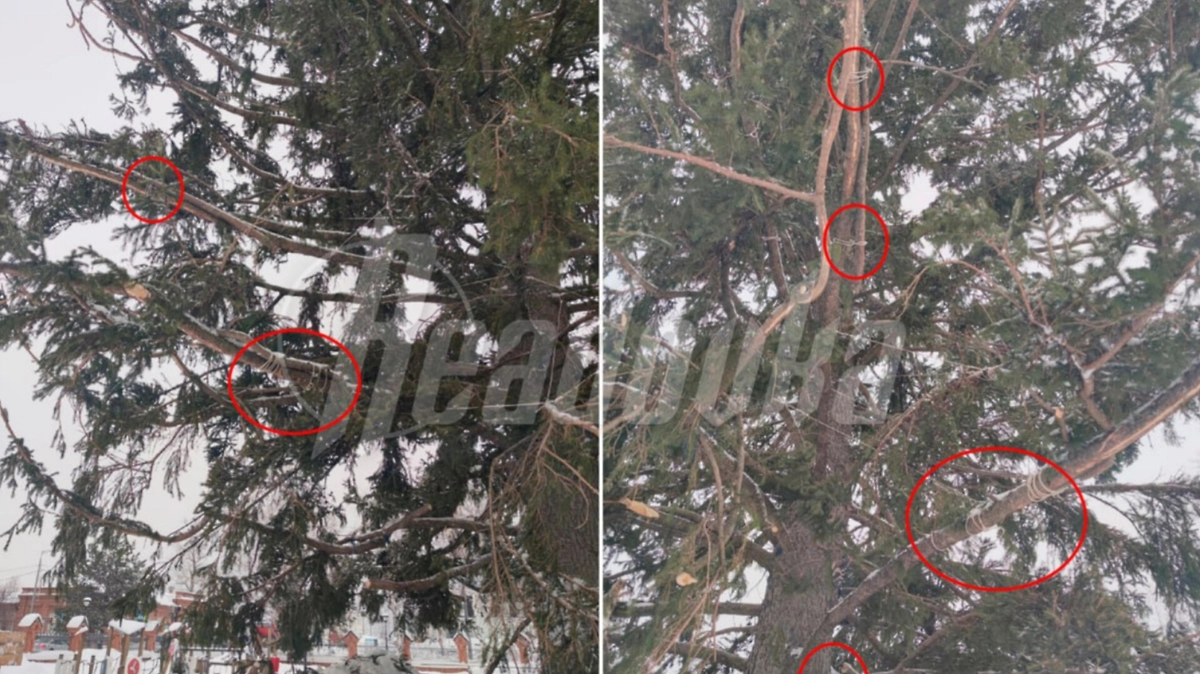 Кадры уже модернизированной администрацией ёлки. Фото © Telegram / Readovka