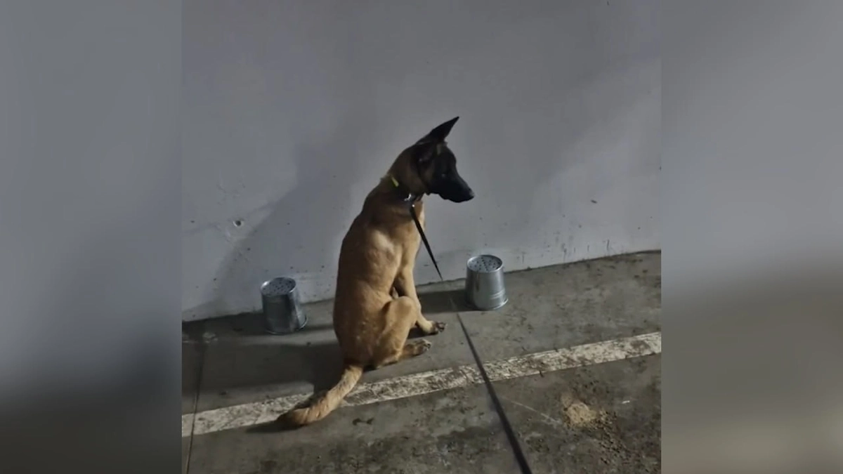 В Химках из закрытой территории пропала овчарка ветерана СВО. Обложка © Telegram /SHOT