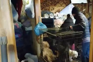 Фото © VK / Приют «HELP TLT» г. Тольятти