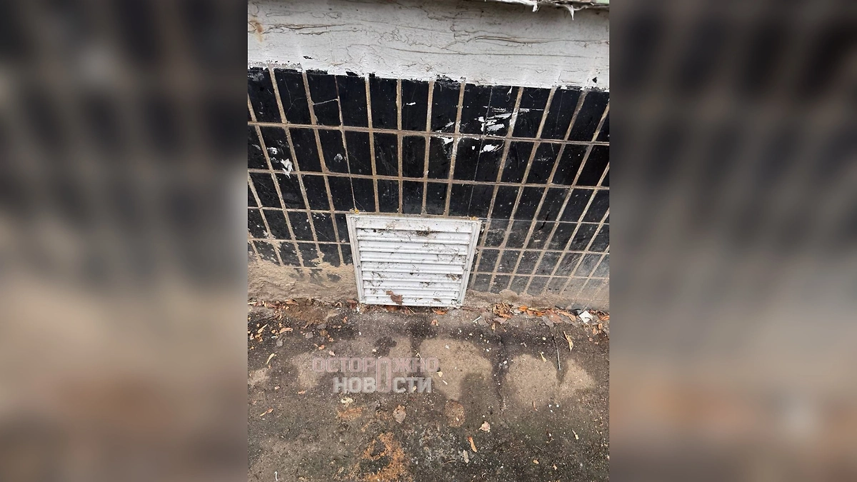 Несколько кошек замуровали в подвале общежития в Химках. Фото © Telegram / «Осторожно, новости»