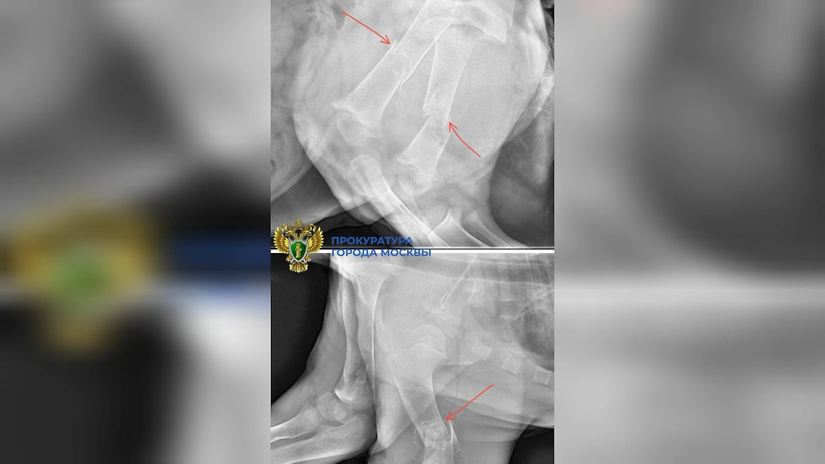 Прокуратура взяла под контроль дело об изъятой у блогера-миллионника искалеченной львице. Фото © Telegram / ПРОКУРАТУРА МОСКВЫ