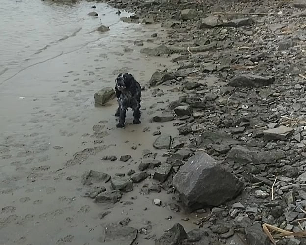 Спасённая собака. Фото © Ростовская областная служба спасения на воде