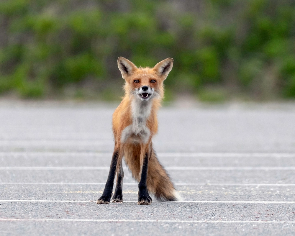 Обложка © Shutterstock / FOTODOM / Desha Utsick