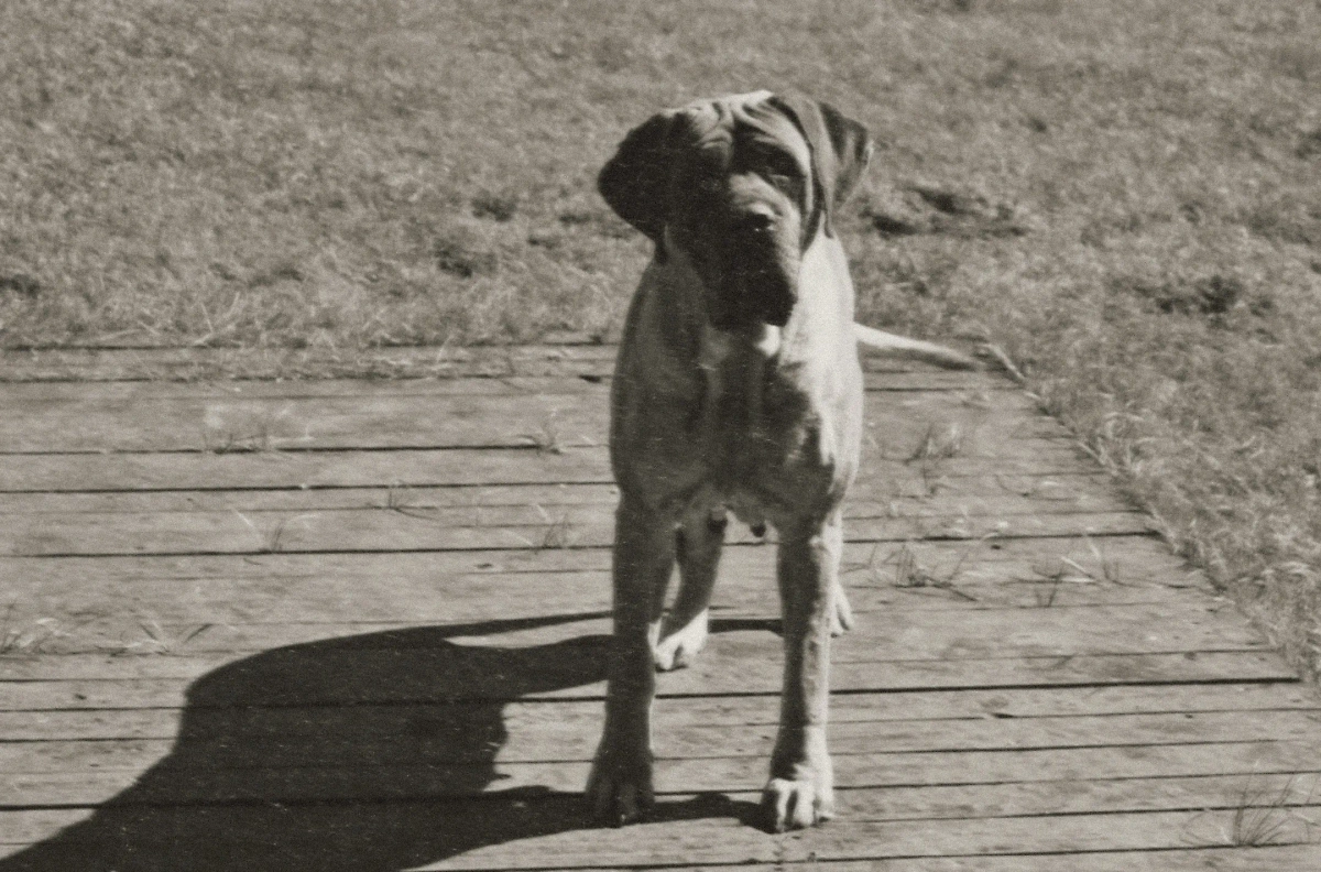 Меделян, одна из самых больших собак в мире, которую вывели в России. Фото © Shutterstock / FOTODOM /  Serj_B