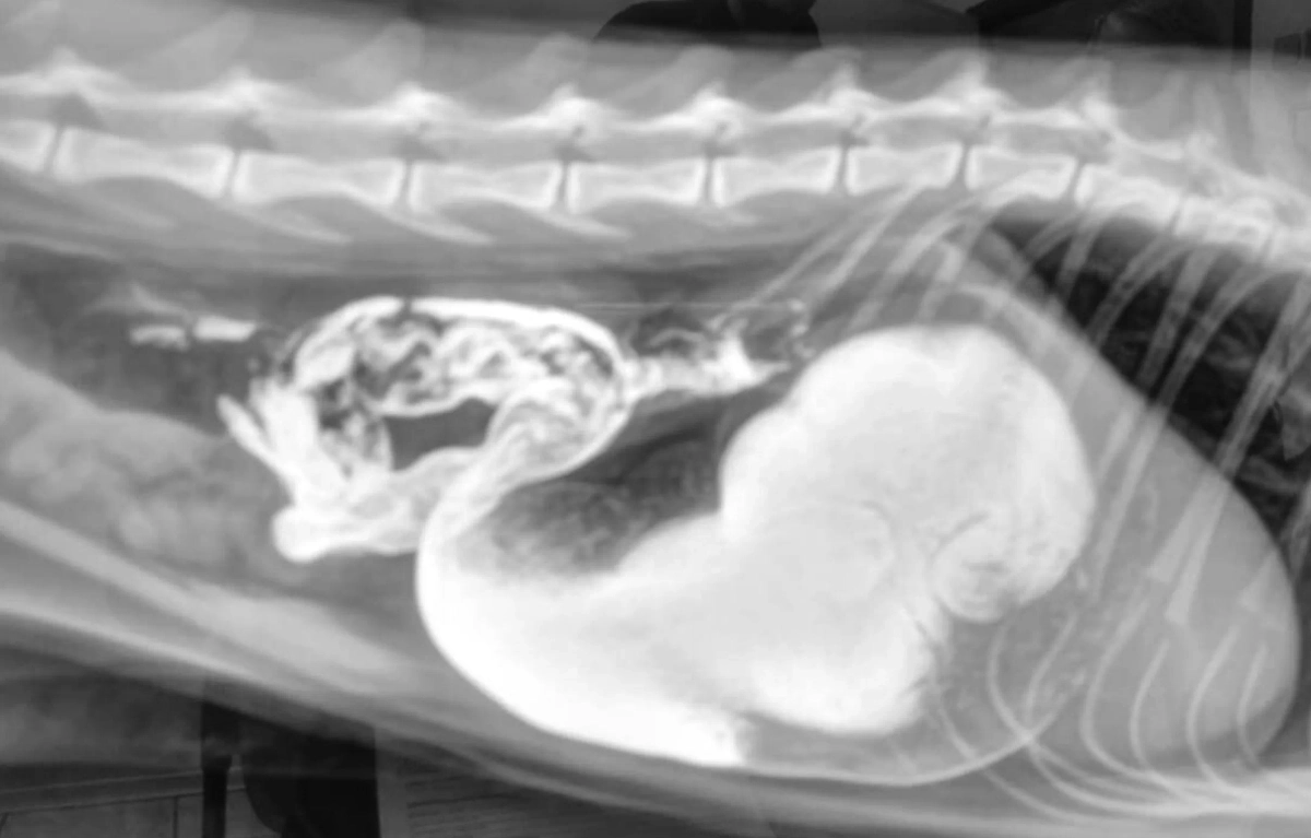 Рентген Ватсона. Фото © Telegram / Моя Ветклиника