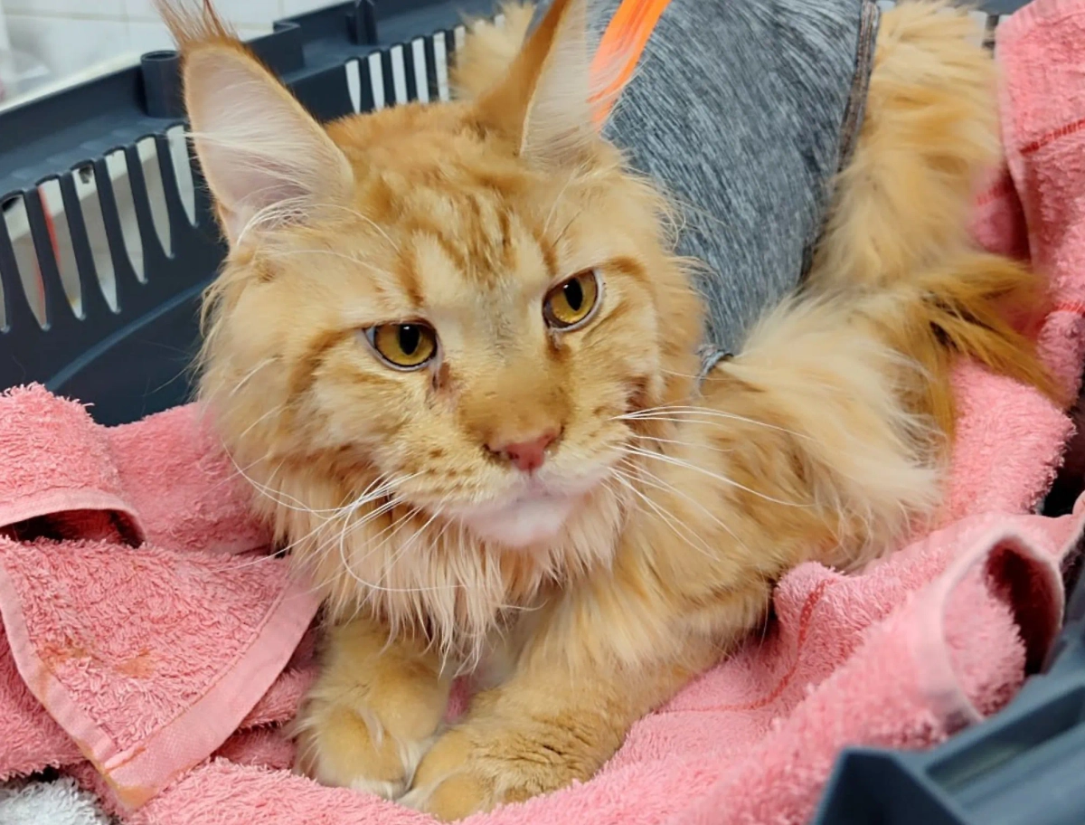 Кот Ватсон. Обложка © Telegram / Моя Ветклиника