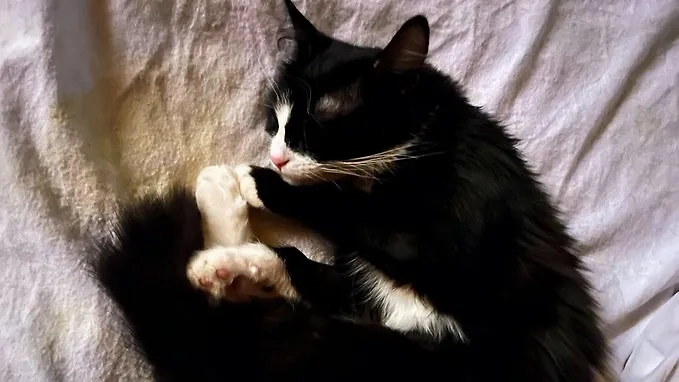 Кошка доктора Джанлука Фанелли. Обложка © Х / Agenzia ANSA