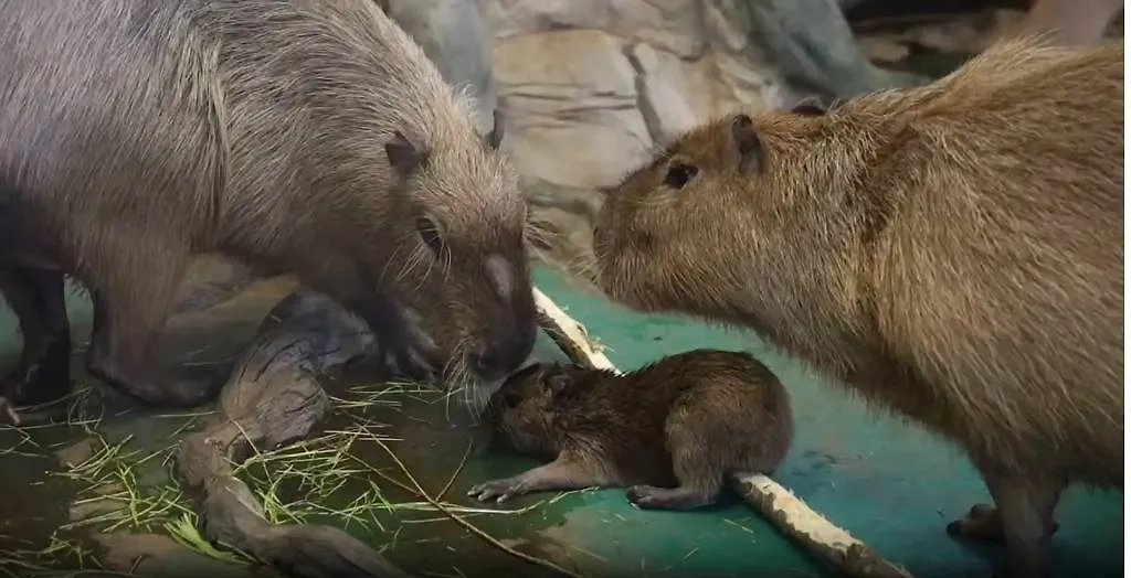 Новорождённая капибара. Обложка © Telegram / Московский зоопарк