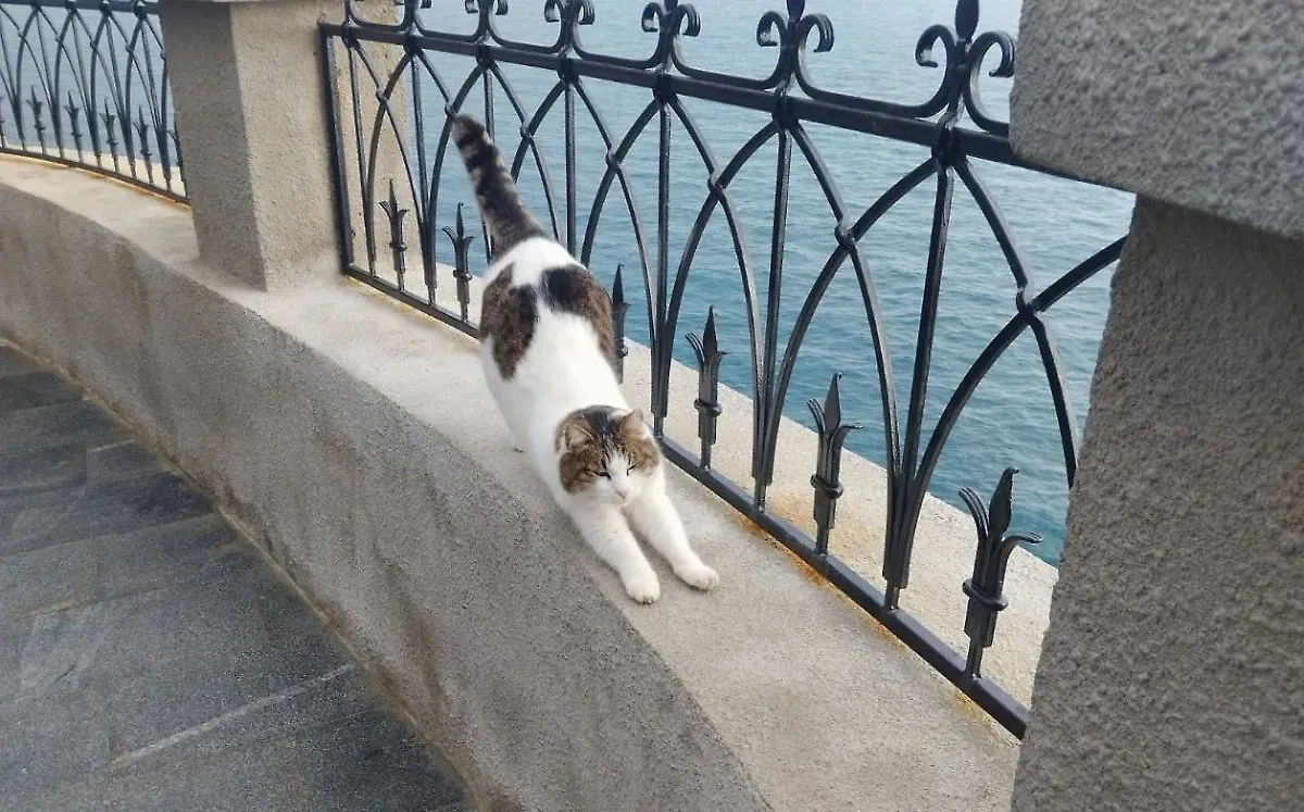 Кошка Муся. Фото © Telegram / ГБУ РК «Дворец-замок «Ласточкино гнездо»