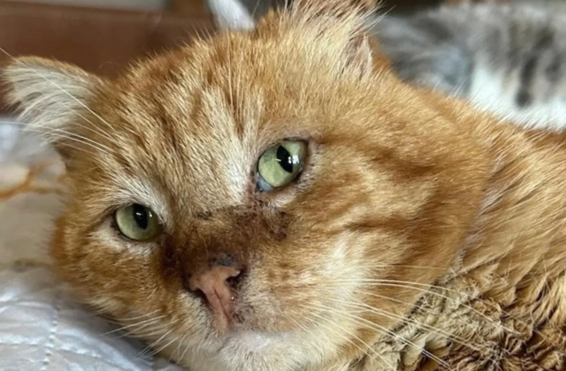 Кот, проживший на могиле хозяина 7 лет. Обложка © VK / Калининский район