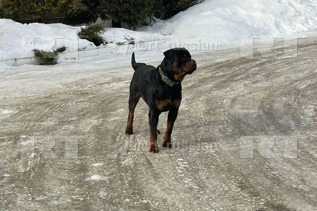Напавший на женщину с ребёнком в Екатеринбурге ротвейлер. Обложка © Telegram / RT на русском