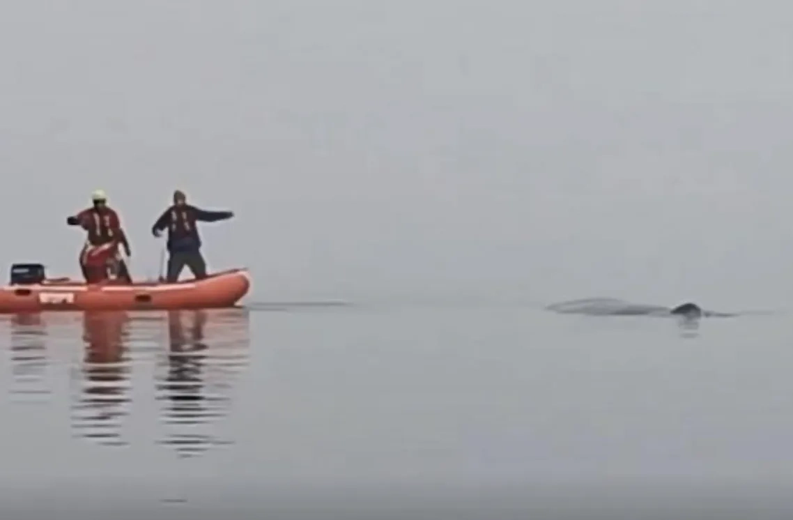 Кита спасли представители Польши. Фото © X / KluskaSebastian