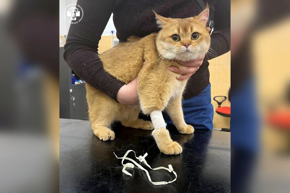 Кот Феня. Обложка © Telegram / Моя Ветклиника