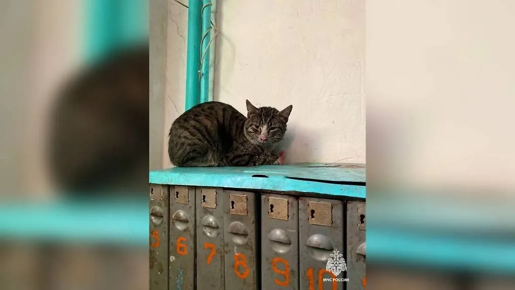 Ещё один усатый фигурант по делу о пожаре. Фото © VK / МЧС России