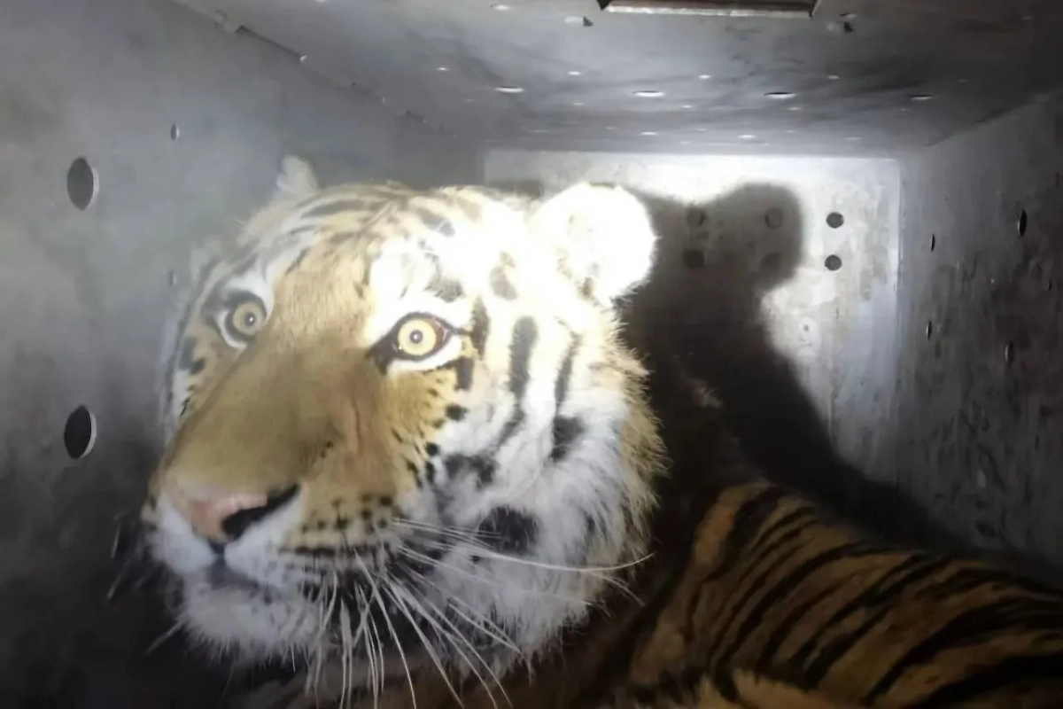 Конфликтный тигр. Обложка © Telegram / МинПрироды25