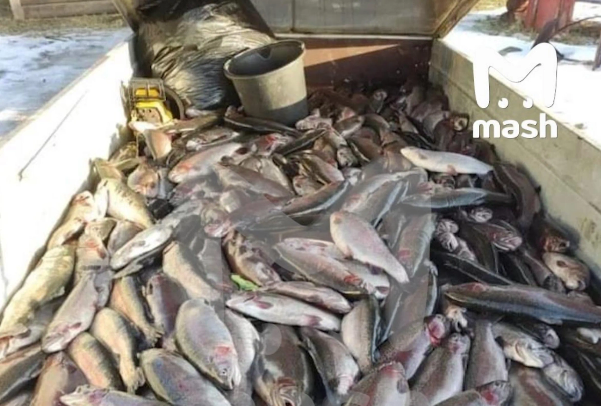 В Карелии форель «сбежала» из рыбного хозяйства. Фото © Telegram / Mash