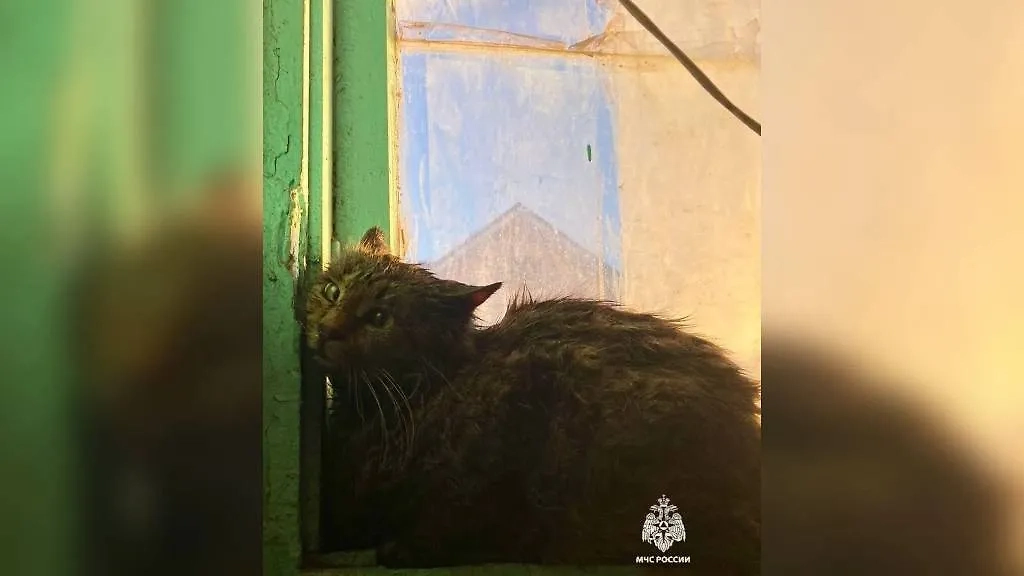 Один из виновников пожара. Обложка © VK / МЧС России