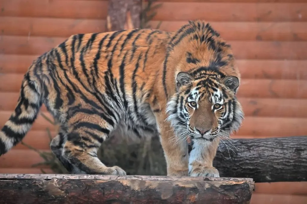 Тигр Зевс. Обложка © VK / Ленинградский зоопарк