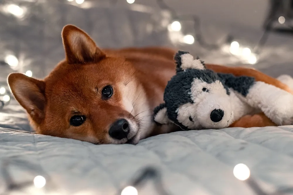При деменции у собаки может уменьшиться прежняя энергичность. Фото © Shutterstock / FOTODOM / Julli_Dm 