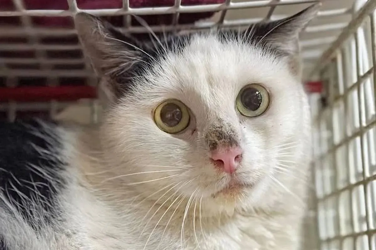 Переплывший Атлантический океан кот. Обложка © Instagram (соцсеть запрещена в РФ; принадлежит корпорации Meta, которая признана в РФ экстремистской) / kittenrescuecuracaofoundation