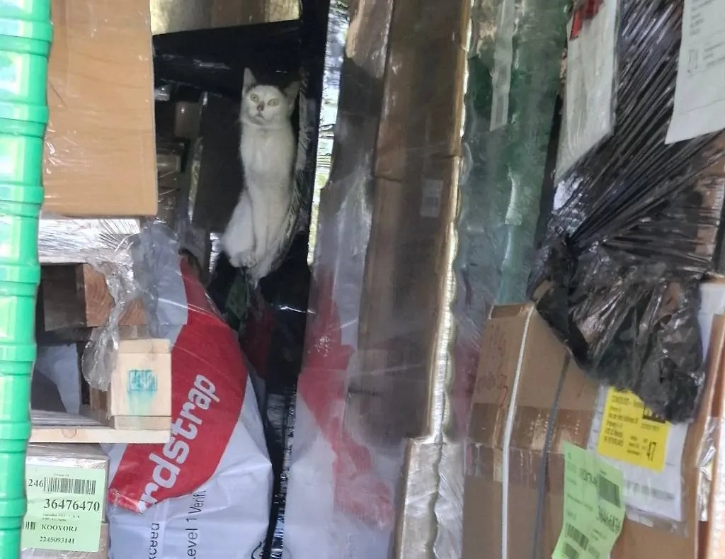 Переплывший Атлантический океан кот. Фото © Instagram (соцсеть запрещена в РФ; принадлежит корпорации Meta, которая признана в РФ экстремистской) / kittenrescuecuracaofoundation