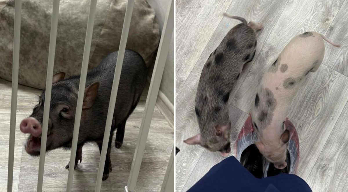 Прокуратура Москвы провела проверку в столичном антикафе с минипигами. Обложка ©  Telegram / Прокуратура Москвы