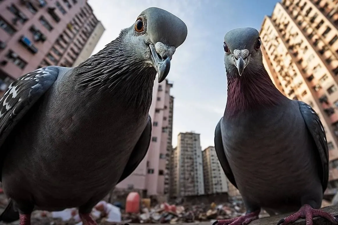 Врач призвал россиян не кормить птиц. Обложка © pixabay / Seidenperle