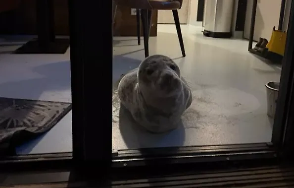 Тюлень в гостиничном номере. Обложка © Stichting Dierenwelzijn Zeeland