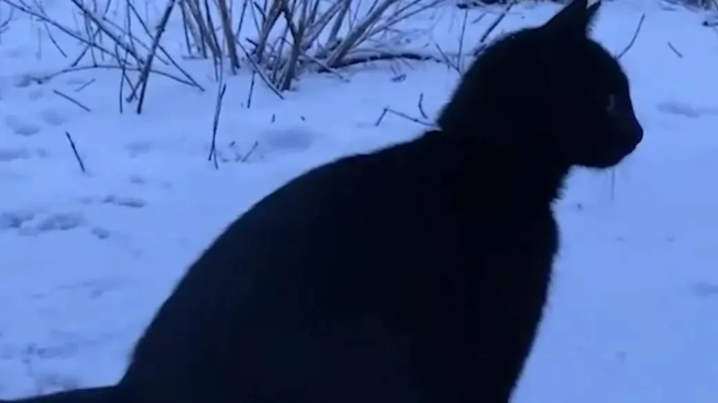 «Лохматый Оскар»: собака и кошка из зоны СВО вышли в финал премии. Фото © Telegram / SHOT