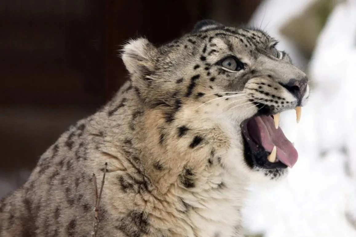 Снежный барс (ирбис, снежный леопард). Обложка © Wikipedia / Irbis1983.