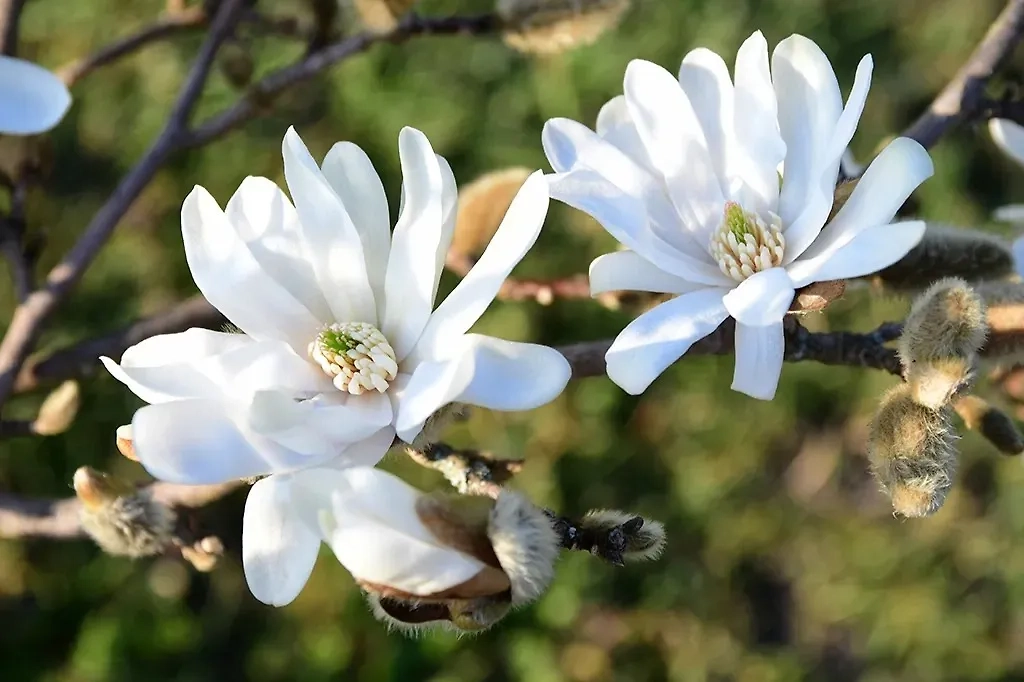 Магнолия — один из самых популярных первоцветов в России. Растут здесь не все виды. Фото © ТАСС / Zuma