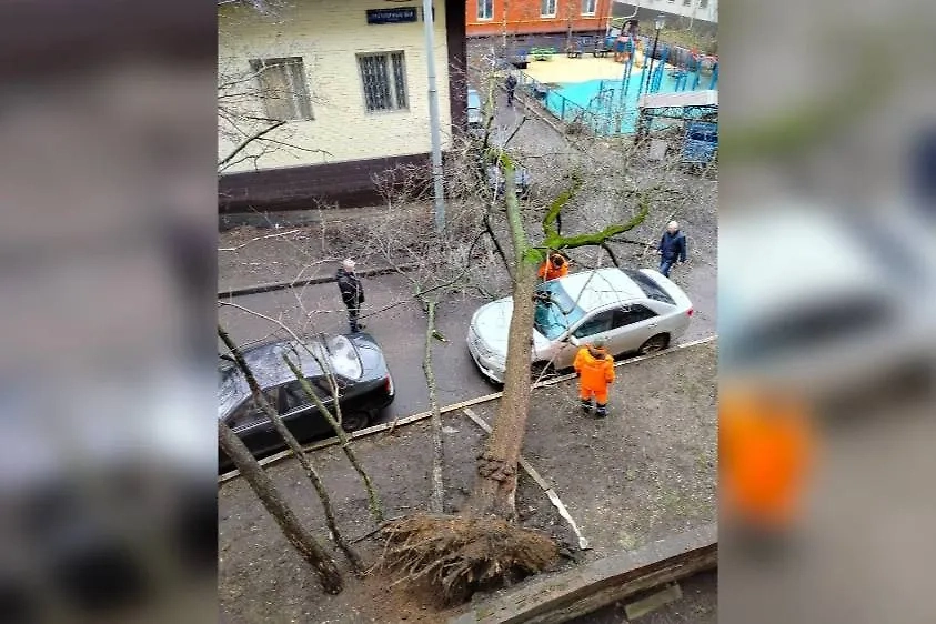 На улице Трёхгорный вал дерево упало прямо на капот припаркованного во дворе автомобиля. Обложка © Telegram / ЦАО 24/7 • Москва
