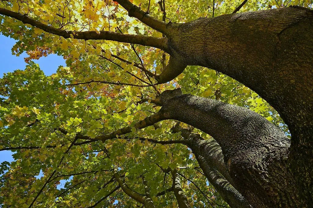 Ясенелистный клён. Обложка © Shutterstock / FOTODOM / shah-rukh