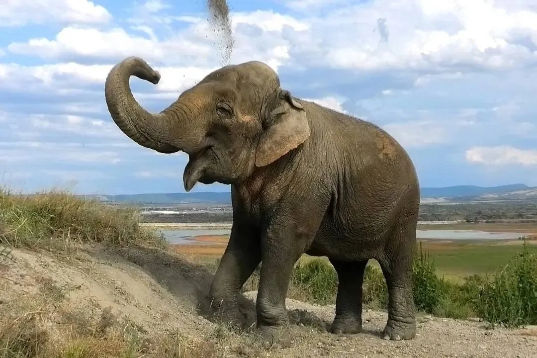 Слониха Дженни. Обложка © VK / «Тайган»