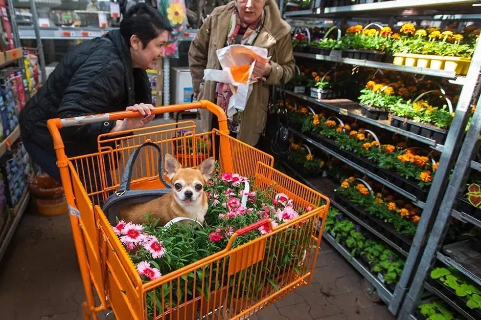 Опытные садоводы уверены: выращивать первоцветы — нелёгкая задача. Фото © ТАСС / Артём Геодакян