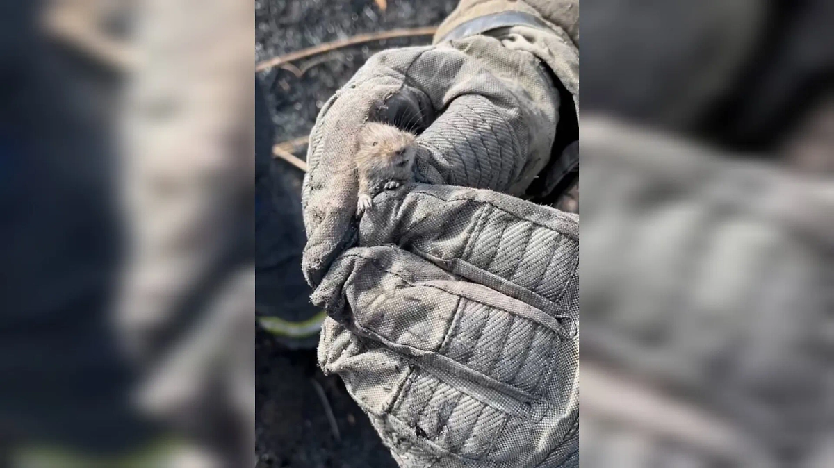 Мышонок едва не погиб в огне. Фото © VK / МЧС России