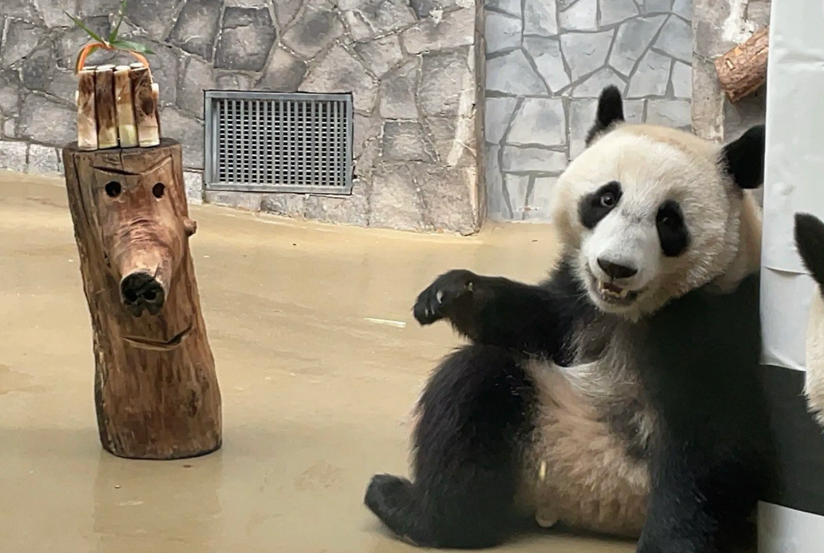 Катюша. Обложка © Telegram / Светлана Акулова