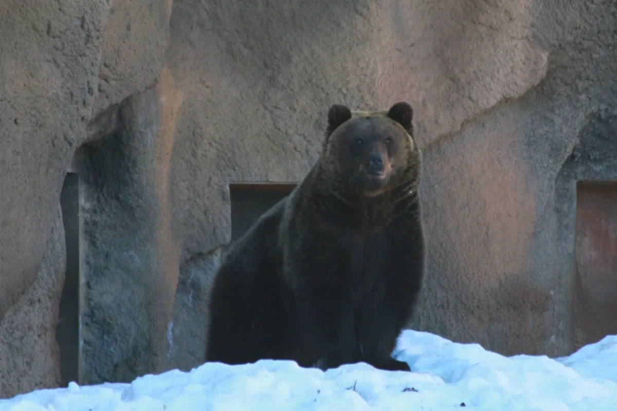 Бурый медведь по кличке Гоша. Обложка © Telegram / Зоопарк Удмуртии