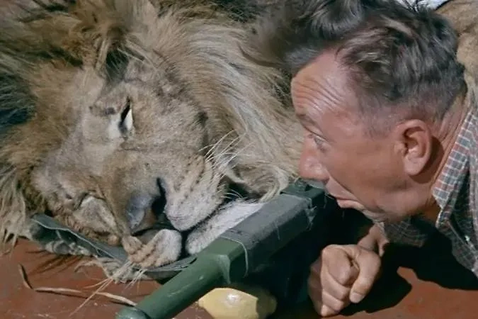 Лев в «Полосатом рейсе» просто спит. Назарова никогда бы не позволила убить своего любимца. Фото © Кадр из фильма  «Полосатый рейс», режиссёр Владимир Фетин / Kinopoisk