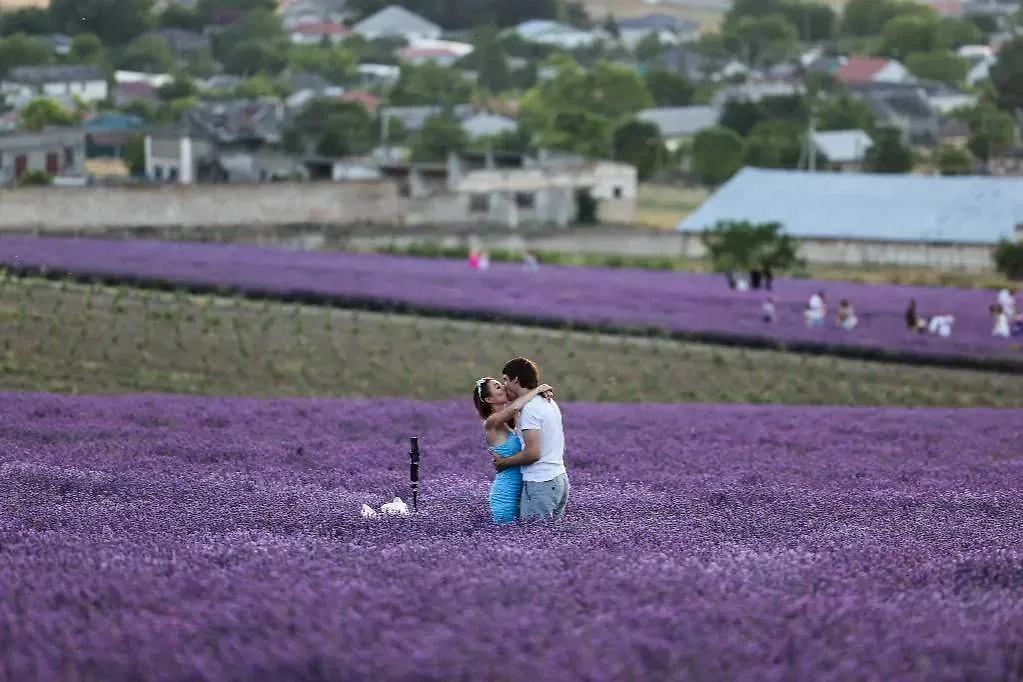 Лавандовое поле в Тургеневке, Крым. Фото  © ТАСС / Андрей Рубцов