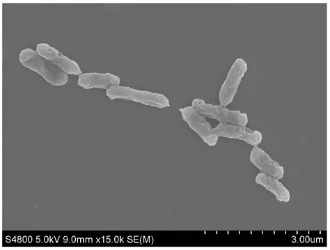Бактерия Acidithiobacillus ferrooxidans. Фото © Wikipedia