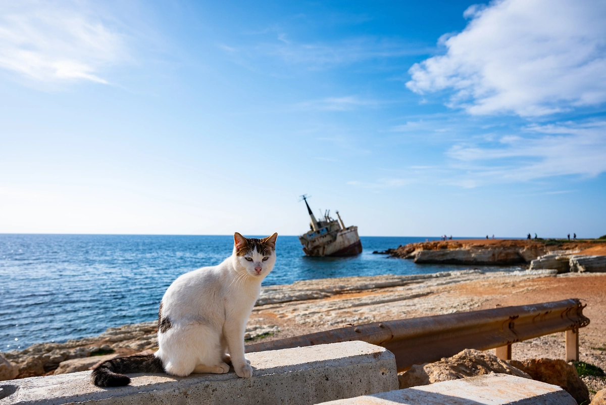 Обложка © Shutterstock / FOTODOM /KitijaAbele