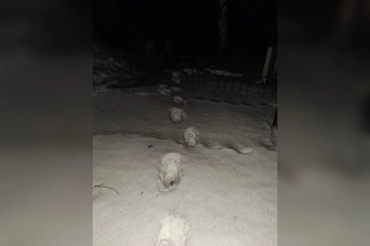 Следы школьницы. Фото © Telegram / ГСУ СК России по Красноярскому краю и Республике Хакасия