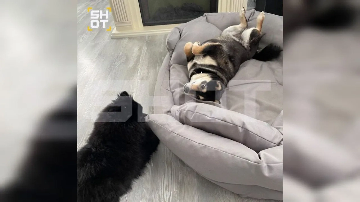 Пипа и Тайфун. Фото © SHOT