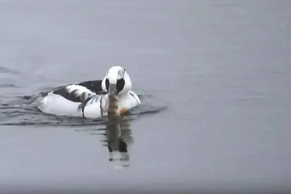 Малый крохаль. Обложка © Телеканал «Санкт-Петербург»