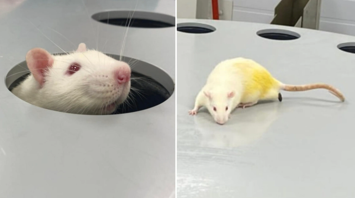Микропластик разрушительно влияет на умственные способности крыс. Обложка © Наука в Сибири