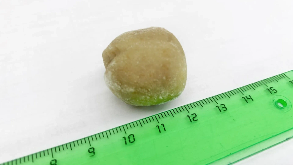 Микропластик разрушительно влияет на умственные способности крыс. Обложка © Наука в Сибири