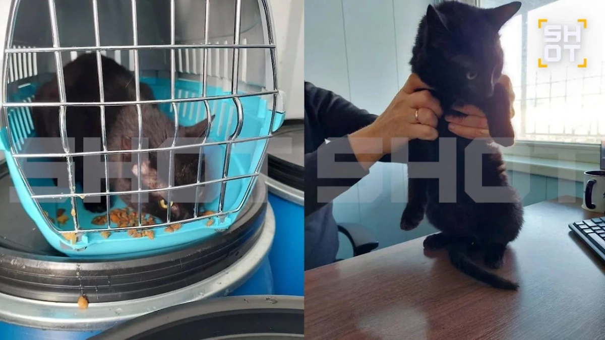 Стамбульский кот приехал в РФ. Фото © Telegram / SHOT