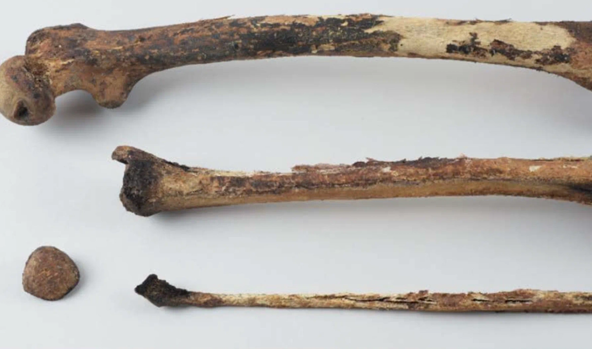 В Норвегии нашли древние могилы китобоев. Фото © niku.no, Лизе Локту/Губернатор Шпицбергена.