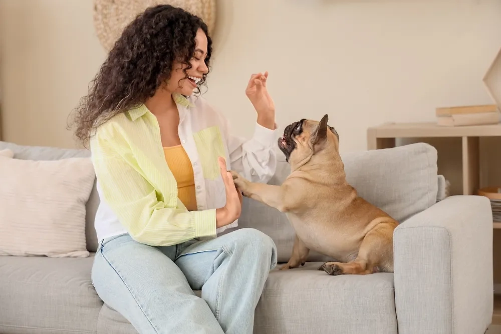 Альтернативные породы для квартиры: какие собаки подходят для городской жизни. Фото © Shutterstock / FOTODOM / Pixel-Shot